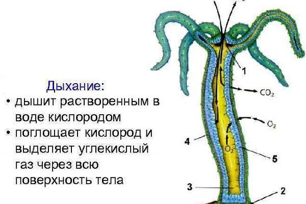 Kra41cc