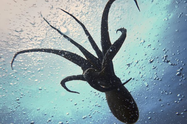 Kraken супернет рынок ссылка