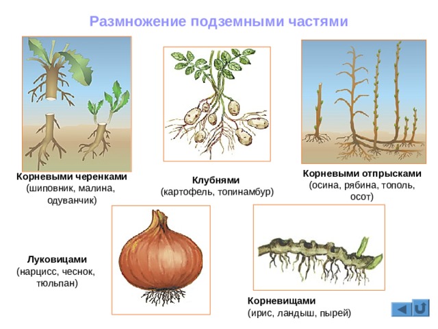 Кракен зеркала официальные