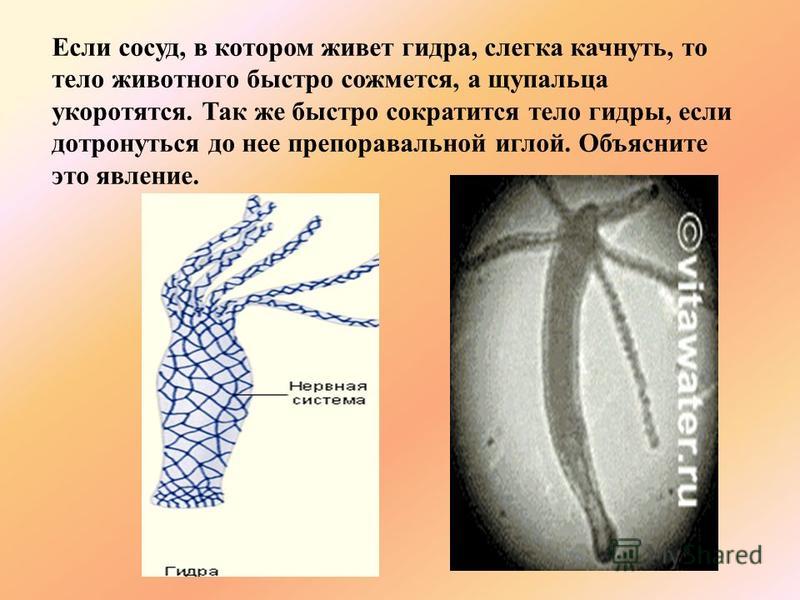 Кракен ссылка список